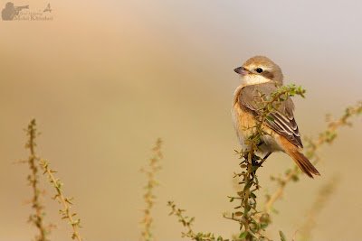 Cendet - Isabelline Shrike (Lanius isabellinus) Kuwait 2